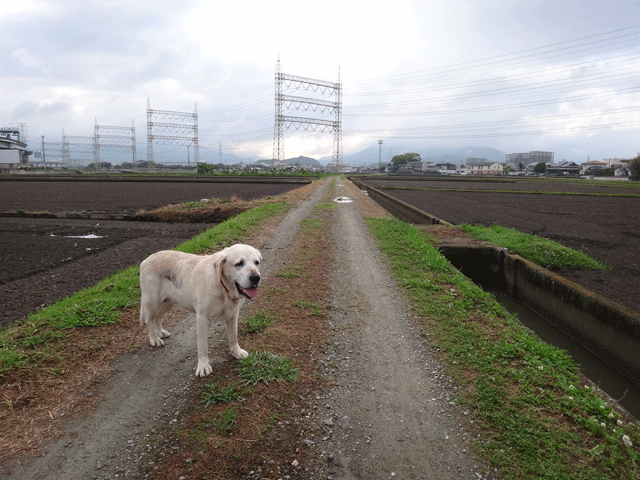 株式会社日食　愛犬ナナ　ゴールデン　ラブラドール　レトリバー　お散歩