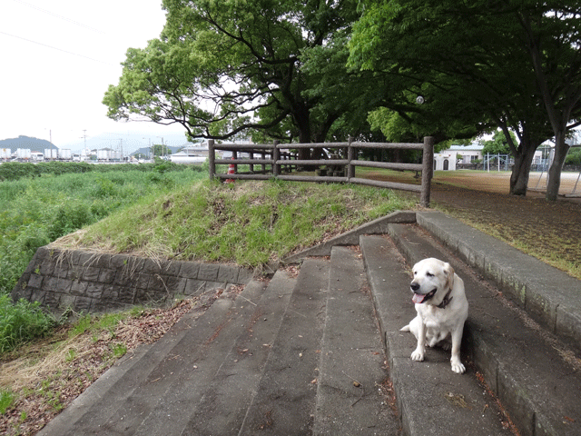 株式会社日食　愛犬ナナ　ゴールデン　ラブラドール　レトリバー　お散歩