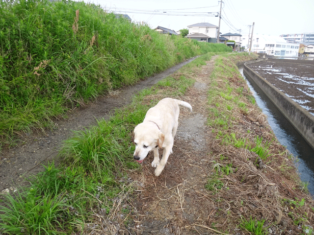 株式会社日食　愛犬ナナ　ゴールデン　ラブラドール　レトリバー　お散歩