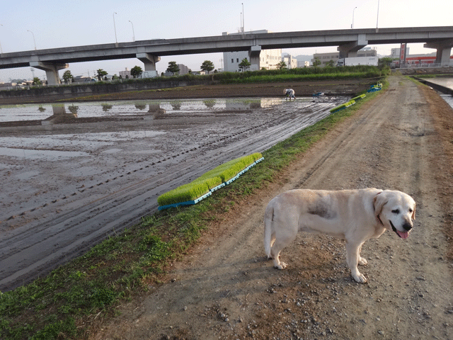 株式会社日食　愛犬ナナ　ゴールデン　ラブラドール　レトリバー　お散歩