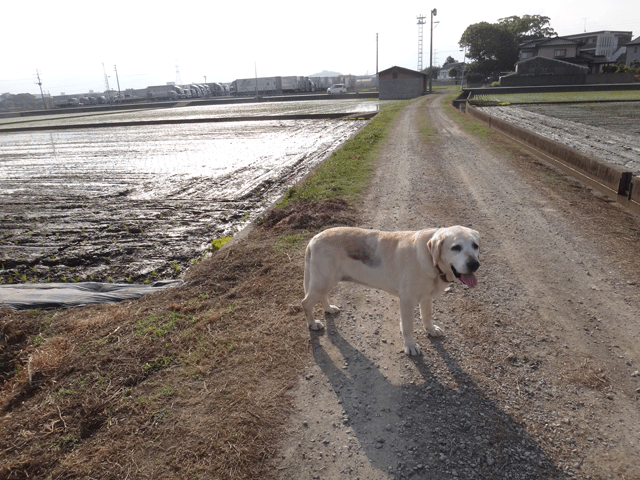 株式会社日食　愛犬ナナ　ゴールデン　ラブラドール　レトリバー　お散歩