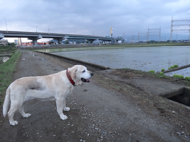 株式会社日食　愛犬ナナ　ゴールデン　ラブラドール　レトリバー　お散歩