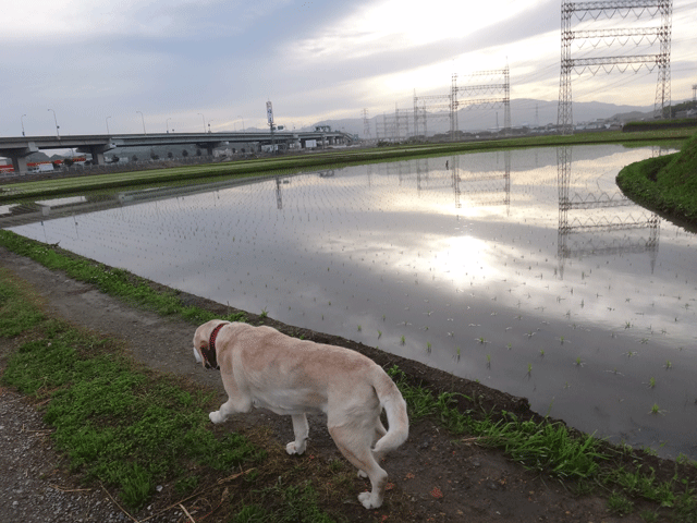 株式会社日食　愛犬ナナ　ゴールデン　ラブラドール　レトリバー　お散歩