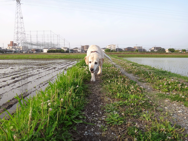 株式会社日食　愛犬ナナ　ゴールデン　ラブラドール　レトリバー　お散歩