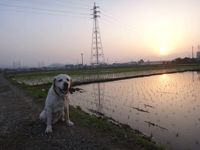 株式会社日食　愛犬ナナ　ゴールデン　ラブラドール　レトリバー　お散歩