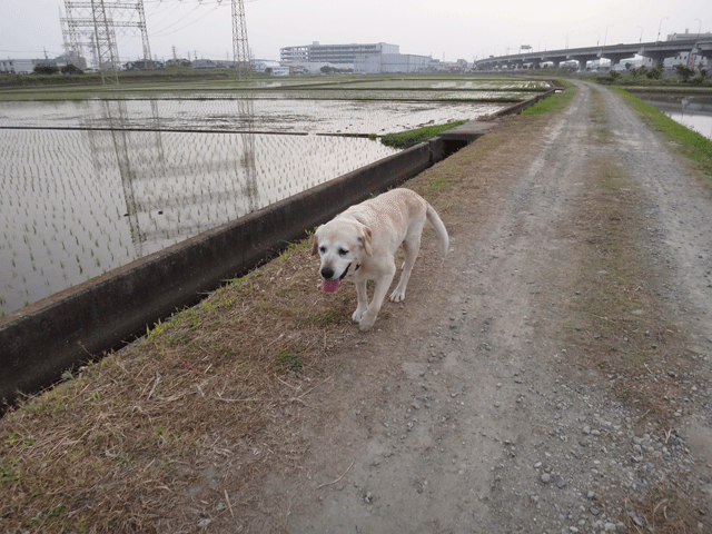 株式会社日食　愛犬ナナ　ゴールデン　ラブラドール　レトリバー　お散歩