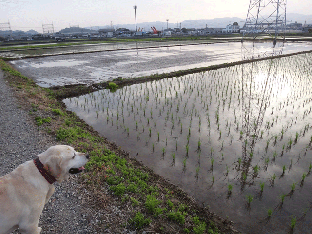 株式会社日食　愛犬ナナ　ゴールデン　ラブラドール　レトリバー　お散歩