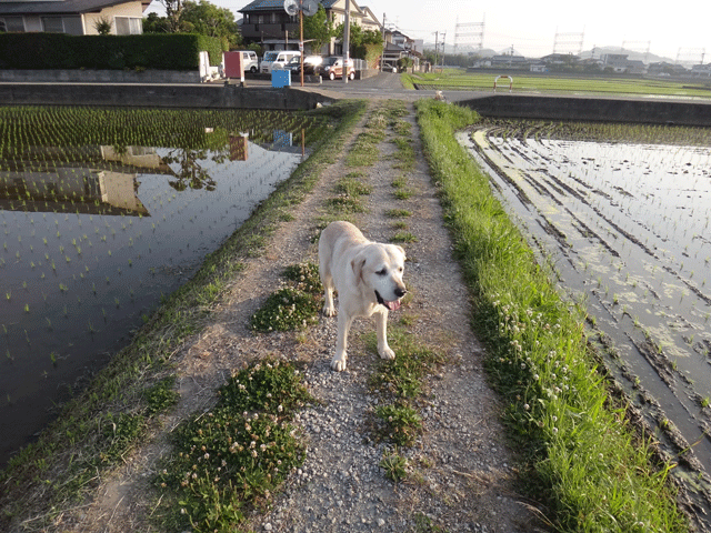 株式会社日食　愛犬ナナ　ゴールデン　ラブラドール　レトリバー　お散歩