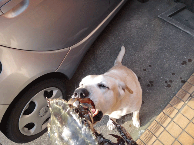 株式会社日食　津屋崎漁港朝市　福岡県福津市津屋崎　ワタリガニ　　愛犬ナナ　ゴールデン　ラブラドール　レトリバー　