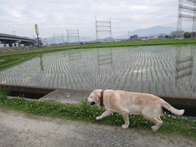 株式会社日食　愛犬ナナ　ゴールデン　ラブラドール　レトリバー　お散歩