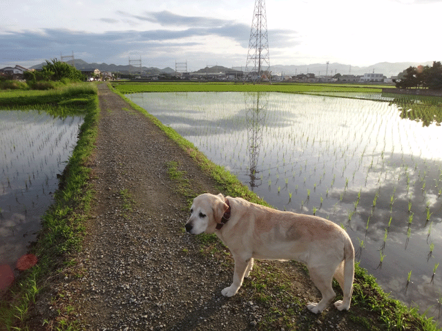 株式会社日食　愛犬ナナ　ゴールデン　ラブラドール　レトリバー　お散歩