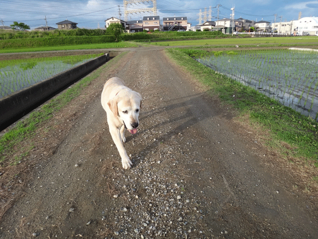 株式会社日食　愛犬ナナ　ゴールデン　ラブラドール　レトリバー　お散歩