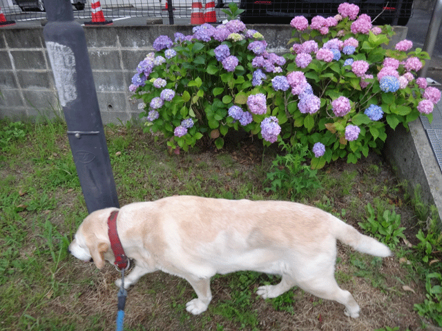 株式会社日食　愛犬ナナ　ゴールデン　ラブラドール　レトリバー　お散歩　あじさい