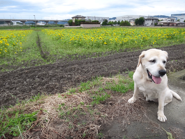 株式会社日食　愛犬ナナ　ゴールデン　ラブラドール　レトリバー　お散歩　ひまわり