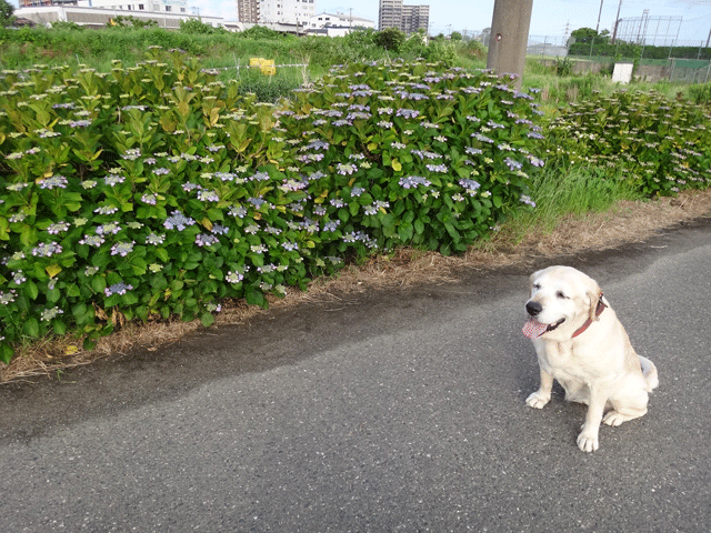 株式会社日食　愛犬ナナ　ゴールデン　ラブラドール　レトリバー　お散歩　あじさい