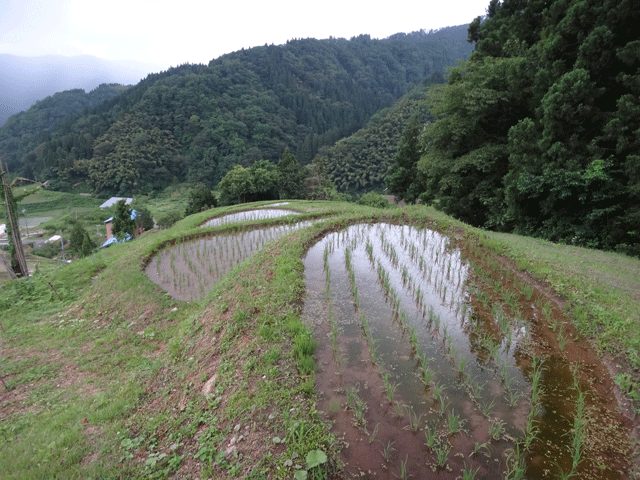 株式会社日食　熊波の棚田　兵庫県但馬　美方郡香美町村岡区熊波　棚田米コシヒカリ