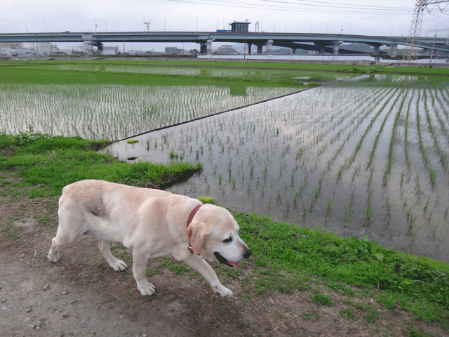 株式会社日食　愛犬ナナ　ゴールデン　ラブラドール　レトリバー　お散歩