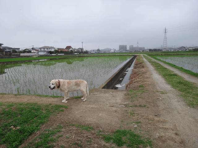 株式会社日食　愛犬ナナ　ゴールデン　ラブラドール　レトリバー　お散歩