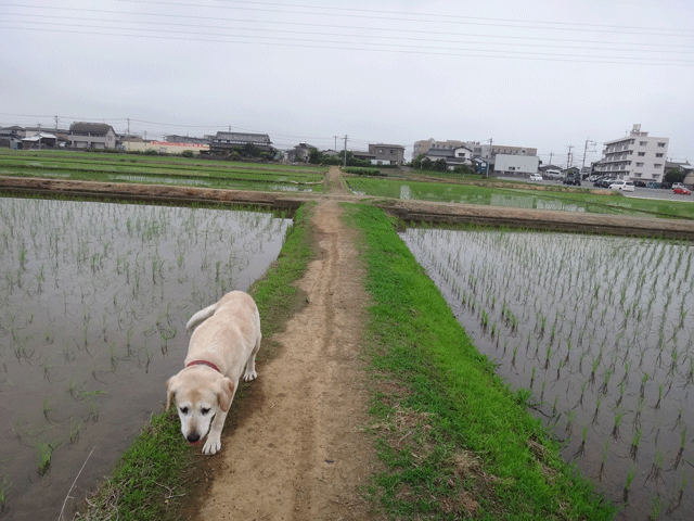 株式会社日食　愛犬ナナ　ゴールデン　ラブラドール　レトリバー　お散歩