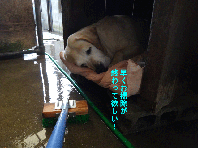 株式会社日食　愛犬ナナ　ゴールデン　ラブラドール　レトリバー　掃除