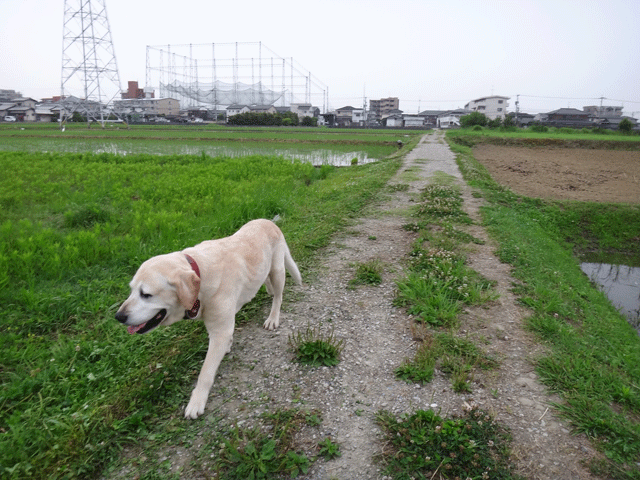 株式会社日食　愛犬ナナ　ゴールデン　ラブラドール　レトリバー　お散歩