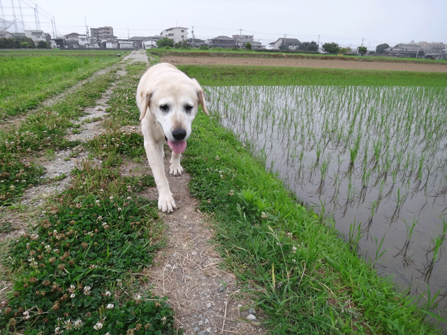 株式会社日食　愛犬ナナ　ゴールデン　ラブラドール　レトリバー　お散歩