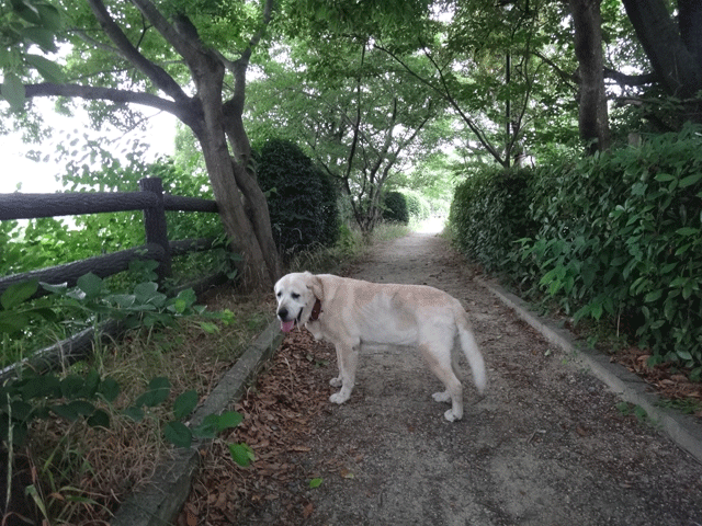 株式会社日食　愛犬ナナ　ゴールデン　ラブラドール　レトリバー　お散歩