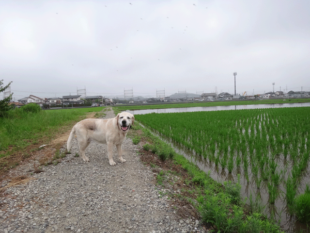 株式会社日食　愛犬ナナ　ゴールデン　ラブラドール　レトリバー　お散歩