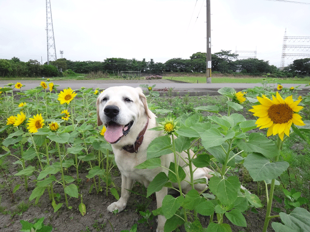 株式会社日食　愛犬ナナ　ゴールデン　ラブラドール　レトリバー　お散歩　ひまわり畑