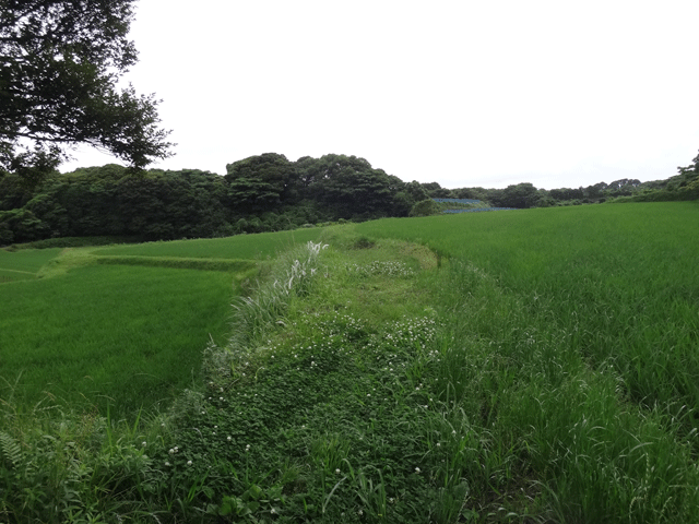 株式会社日食　農薬不使用のお米　棚田米コシヒカリ　古川雅敏　佐賀県唐津市鎮西町名護屋