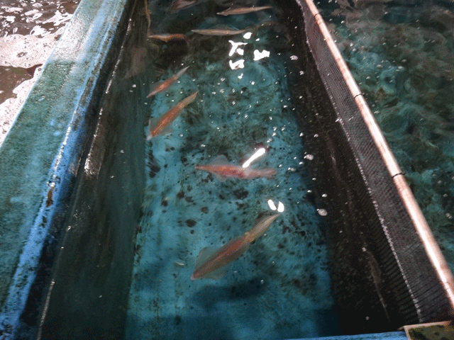 株式会社日食　今日のお昼ごはん　お魚処 玄海　佐賀県唐津市呼子町殿ノ浦　生簀　イカ