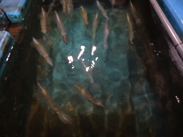 株式会社日食　今日のお昼ごはん　お魚処 玄海　佐賀県唐津市呼子町殿ノ浦　生簀　イカ