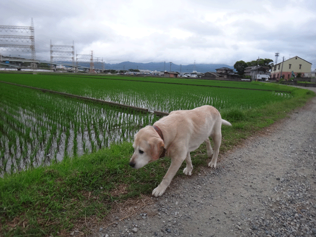 株式会社日食　愛犬ナナ　ゴールデン　ラブラドール　レトリバー　お散歩