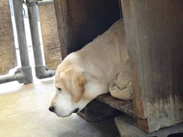 株式会社日食　愛犬ナナ　ゴールデン　ラブラドール　レトリバー