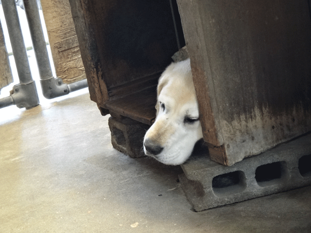 株式会社日食　愛犬ナナ　ゴールデン　ラブラドール　レトリバー