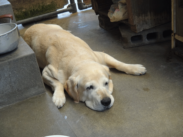 株式会社日食　愛犬ナナ　ゴールデン　ラブラドール　レトリバー