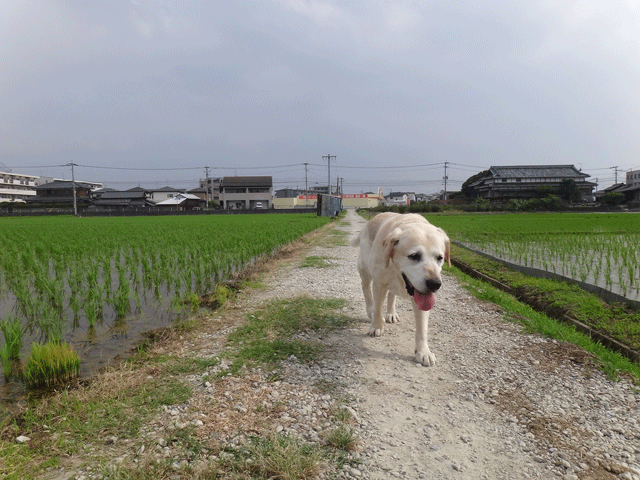 株式会社日食　愛犬ナナ　ゴールデン　ラブラドール　レトリバー　お散歩