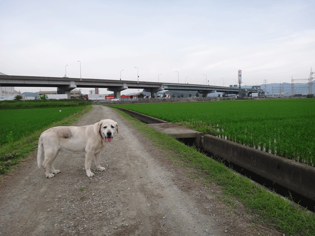 株式会社日食　愛犬ナナ　ゴールデン　ラブラドール　レトリバー　お散歩