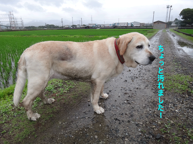 株式会社日食　愛犬ナナ　ゴールデン　ラブラドール　レトリバー　お散歩