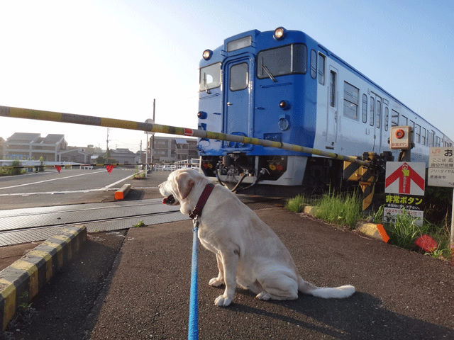 株式会社日食　愛犬ナナ　ゴールデン　ラブラドール　レトリバー　お散歩　ＪＲ遮断機　キハ４７