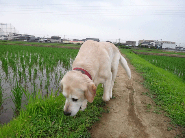 株式会社日食　愛犬ナナ　ゴールデン　ラブラドール　レトリバー　お散歩