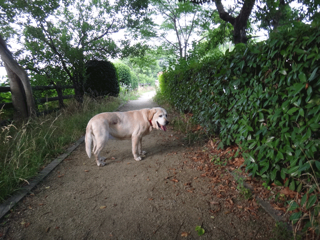 株式会社日食　愛犬ナナ　ゴールデン　ラブラドール　レトリバー　お散歩