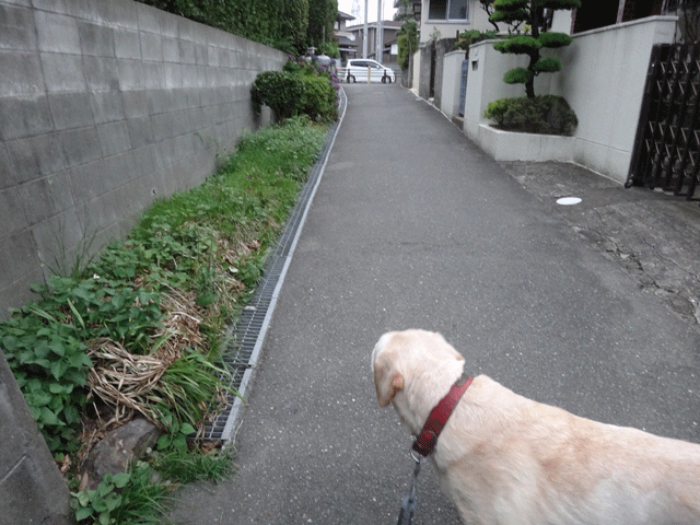 株式会社日食　愛犬ナナ　ゴールデン　ラブラドール　レトリバー　お散歩