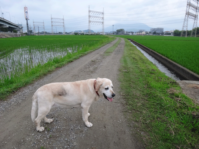 株式会社日食　愛犬ナナ　ゴールデン　ラブラドール　レトリバー　お散歩