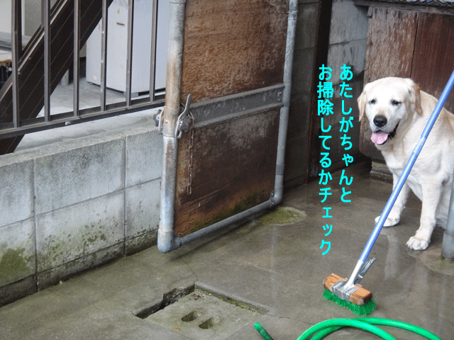 株式会社日食　愛犬ナナ　ゴールデン　ラブラドール　レトリバー