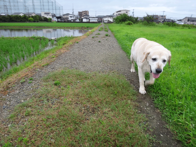 株式会社日食　愛犬ナナ　ゴールデン　ラブラドール　レトリバー　お散歩