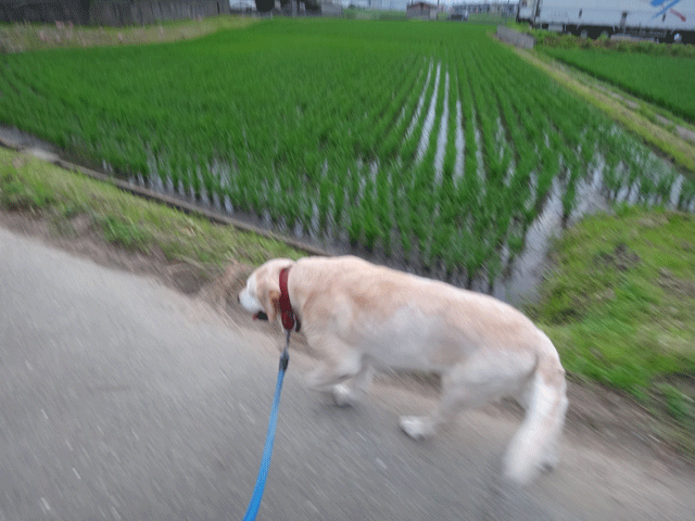 株式会社日食　愛犬ナナ　ゴールデン　ラブラドール　レトリバー　お散歩