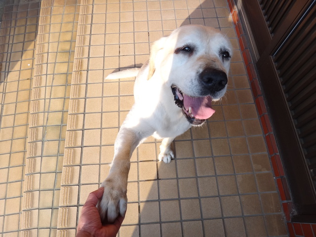 コメショウ　愛犬ナナ　ゴールデン　ラブラドール　レトリバー　お手