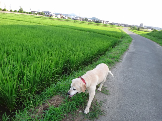 コメショウ　愛犬ナナ　ゴールデン　ラブラドール　レトリバー　お散歩