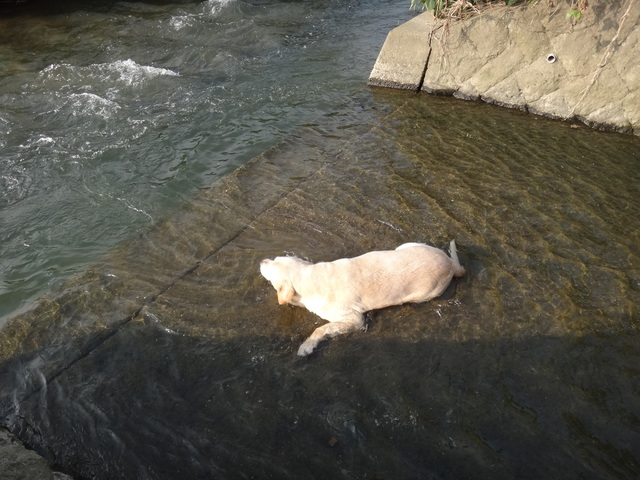 福岡県糟屋郡粕屋町 多々良川 コメショウ 愛犬ナナ ゴールデン ラブラドール レトリバー 散歩 川遊び 福岡県糟屋郡粕屋町 多々良川 コメショウ 愛犬ナナ ゴールデン ラブラドール レトリバー 散歩 川遊び